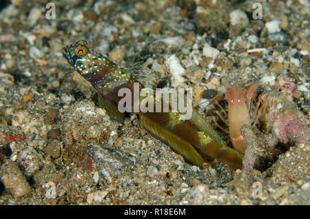 Breite verjähren Grundel, Amblyeleotris latifasciata, mit Fin erweitert und Snapping Shrimp (Alpheus sp), Serena Besar Tauchplatz, der Lembeh Straße, Indonesien Stockfoto