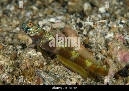 Breite verjähren Grundel, Amblyeleotris latifasciata, mit Fin erweitert und Snapping Shrimp (Alpheus sp), Serena Besar Tauchplatz, der Lembeh Straße, Indonesien Stockfoto