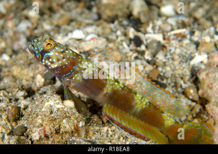 Breite verjähren Grundel, Amblyeleotris latifasciata, mit Fin an der Bohrung Eingang auf Sand verlängert, Serena Besar Tauchplatz, der Lembeh Straße, Sulawesi, Indonesien Stockfoto