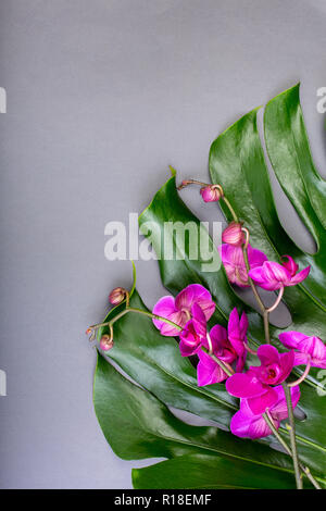 Grüne tropische Blätter mit lila Orchideen auf grauem Hintergrund. Flach, Ansicht von oben. Kopieren Sie Platz. Leere Grußkarte für kreative Arbeit design Stockfoto