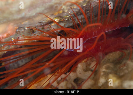 Elektrische Ctenoides Fileclam, Ales, in der Felsspalte, Nudi Retreat Tauchplatz, der Lembeh Straße, Sulawesi, Indonesien Stockfoto