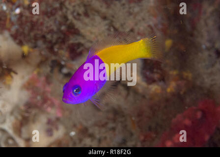 Royal Dottyback, Pseudochromis paccagnellae, Nudi Retreat Tauchplatz, der Lembeh Straße, Sulawesi, Indonesien Stockfoto