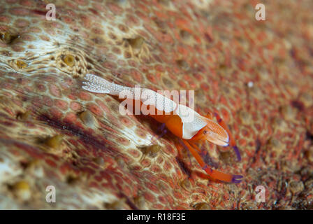 Emperor Shrimp, Zenopontonia rex, am Amberfish Sea Cucumber, Thelenota anax, TK1 Tauchplatz, Lembeh Straits, Sulawesi, Indonesien Stockfoto