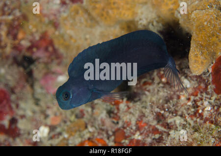 Gelbschwanzblenny, Ecsenius namiyei, in blauer Farbvariante, mit erweiterter Flosse durch Loch, Tauchplatz Bianca, Lembeh Straits, Sulawesi, Indonesien Stockfoto