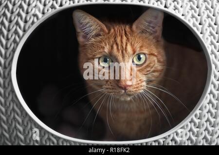 Ingwer süße Katze in einem katzenkorb schauen neugierig in die Kamera.. Stockfoto