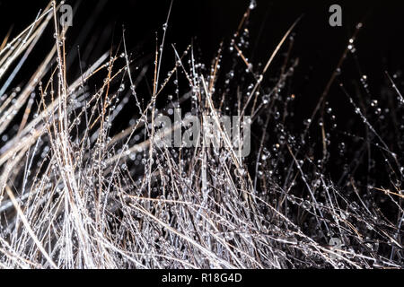 Wassertropfen Nahaufnahme Makro auf Pelz mit Sonne auf Schwarz Stockfoto