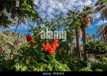 Spanien, Elche, Palmenhaine, UNESCO-Weltkulturerbe, berühmter Touristenort, palmeral, Region Valencia, Parc Municipal El Palmeral Elche Stockfoto