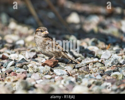 Weibliche House sparrow, Passer Hausangestellte, sitzen auf den Kies. Stockfoto