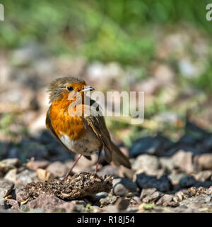 Männliche Jugendliche Rotkehlchen, Erithacus rubecula, versteckt unter einer phormium Anlage Stockfoto