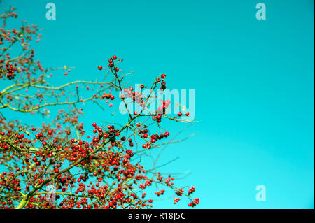 Römische Beeren gegen den klaren blauen Himmel. Stockfoto