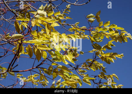 Chinaberry tree Melia azedarach, Blätter im Herbst Stockfoto