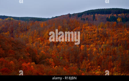 Herbstfarben im Harz, in der Nähe von Bad Harzburg, Niedersachsen, Deutschland. Stockfoto