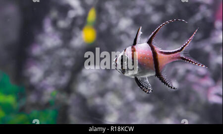 Banggai cardinalfish Tropischen und gefährdeten Fische pet für das Aquarium Stockfoto