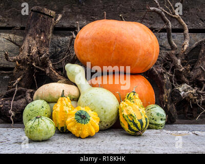 Eine Gruppe von Reife, Herbst Gemüse und Früchte auf der rauen Hintergrund. Kürbisse, Äpfel, Walnüsse neben einander. Stockfoto