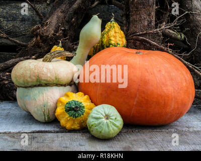 Eine Gruppe von Reife, Herbst Gemüse und Früchte auf der rauen Hintergrund. Kürbisse, Äpfel, Walnüsse neben einander. Stockfoto