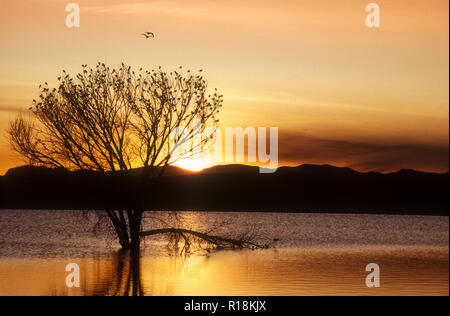 Nordamerika; USA; New York; Socorro; Bosque National Wildlife Refuge; Vögel; Amseln Nacht Roost Stockfoto