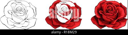 Rose Hand zeichnen und gefärbt. Eine blühende Rose. Vector Illustration. Stock Vektor