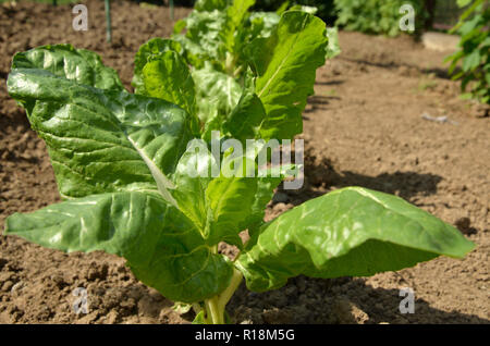 Reihe von pflanzte Mangold Sämlinge in einem inländischen Bauernhof im Frühjahr Stockfoto