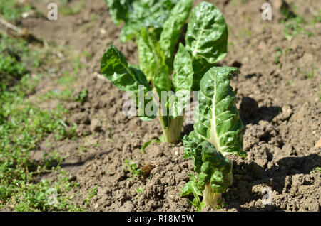 Reihe von pflanzte Mangold Sämlinge in einem inländischen Bauernhof im Frühjahr Stockfoto