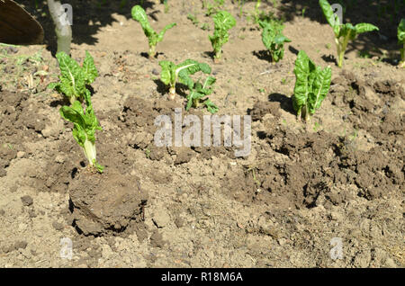 Mangold Sämlinge in einem Garten im Hinterhof im Frühjahr Stockfoto