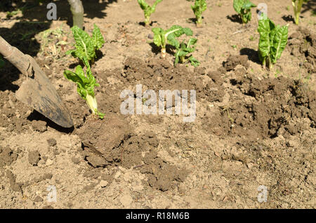 Bepflanzung Mangold Sämlinge mit einer Schaufel in einen Hinterhof Garten im Frühjahr Stockfoto