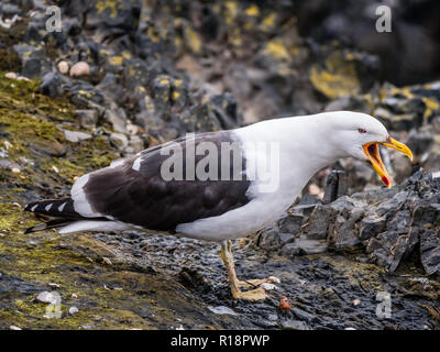 Portrait von seetang Gull, Larus dominicanus, mit offenem Schnabel, Hannah Point, Livingston Island, South Shetland Inseln, Antarktis Stockfoto