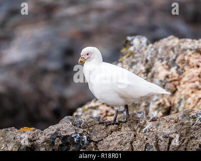 Portrait von Pale-faced sheathbill Chionis, Albus, auf Felsen von Hannah Point, Livingston Island, South Shetland Inseln, Antarktis stehend Stockfoto