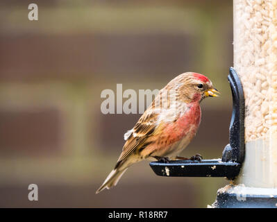 Erwachsene männliche weniger redpoll, Acanthis Kabarett, Essen auf Bird Feeder in Garten, Niederlande Stockfoto