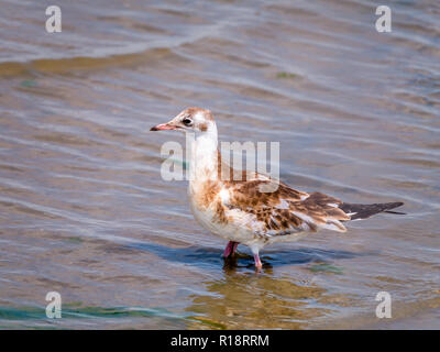 Juvenile Lachmöwe, Chroicocephalus ridibundus, im seichten Wasser bei Ebbe stehend, in der Nähe von Slijkgat Stellendam, Niederlande Stockfoto