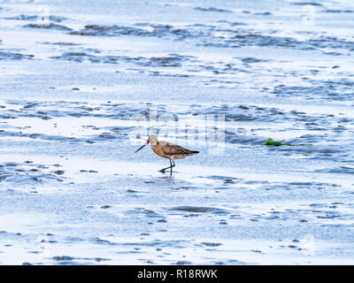 Nach bar-tailed godwit, Limosa lapponica, Fütterung auf Schlamm flach bei Ebbe von Wattenmeer, Niederlande Stockfoto