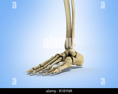 Medizinische exakte Darstellung der Fuß Bänder 3D-Render auf Blau Stockfoto