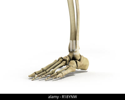 Medizinische exakte Darstellung der Fuß Bänder 3D-Render auf Weiß Stockfoto