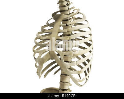 Uman Skelett Rippen mit Wirbelsäule Anatomie anteriore Ansicht 3D-Rendering Stockfoto
