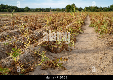 Im heißen Sommer, die Trockenheit zerstört die angebauten Kartoffeln in Soest, Nordrhein-Westfalen, Deutschland. Die Pflanzen werden in den Zeilen auf der getrockneten Stockfoto
