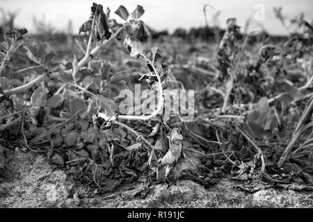 Im heißen Sommer, die Trockenheit zerstört die angebauten Kartoffeln in Soest, Nordrhein-Westfalen, Deutschland. Die Pflanzen werden in den Zeilen auf der getrockneten Stockfoto