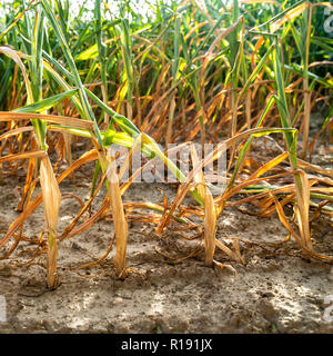 Im heißen Sommer, die Trockenheit zerstört die angebaute Mais in Soest, Nordrhein-Westfalen, Deutschland. Die Pflanzen vertrocknen von unten nach oben. Die Stockfoto