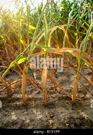 Im heißen Sommer, die Trockenheit zerstört die angebaute Mais in Soest, Nordrhein-Westfalen, Deutschland. Die Pflanzen vertrocknen von unten nach oben. Die Stockfoto