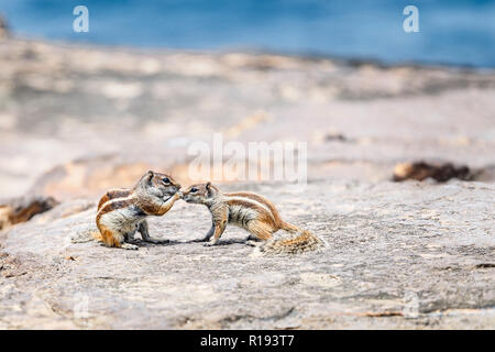 Barbary Eichhörnchen (streifenhörnchen) in Fuerteventura, Kanarische Inseln Stockfoto