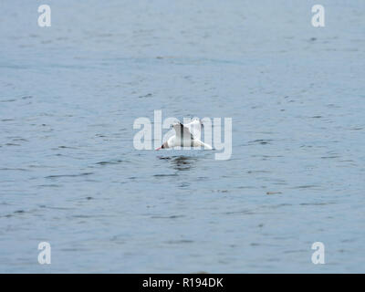 Lachmöwe (Chroicocephalus ridibundus) Ernährung auf Wasser Stockfoto