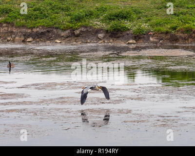 Graureiher im Flug mit Aal in ihrem Schnabel. Stockfoto