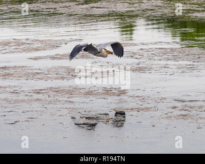 Graureiher im Flug mit Aal in ihrem Schnabel. Stockfoto