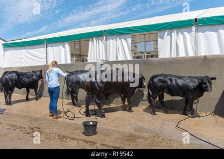 Abkühlung und eine saubere für Rinder im Großen Yorkshire zeigen harrowgate Stockfoto