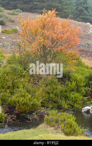 Lillas Fluss in der Tejera Negra Naturpark, Provinz Guadalajara, Spanien Stockfoto