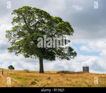 Baum und der Käfig Turm des National Trust Lyme in den Abstand im Peak District, Cheshire, Großbritannien Stockfoto