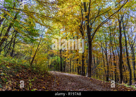 Goldener Herbst in den Bergen von Bulgarien - Schöne Herbst Bild mit sanften warmen Farben, gelbe Blätter und romantische Atmosphäre Stockfoto