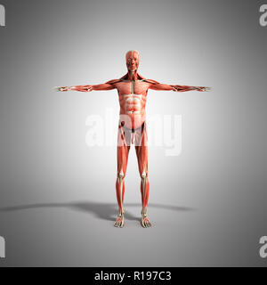 Menschlichen Muskel Anatomie 3D-Render auf Grau vorne Stockfoto