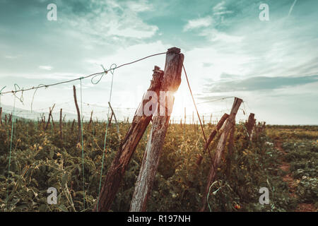 Holz- post von Tomatenpflanzen in der Abendsonne Stockfoto