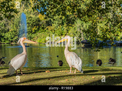 London. November 2018. Ein Blick auf die Bewohner Pelikane im St. James Park in London. Stockfoto