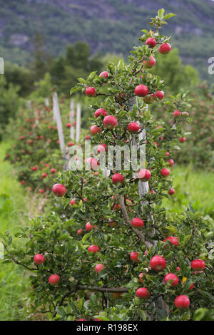 Apple tree Gärten in Lofthus rund um den Hardangerfjord Stockfoto