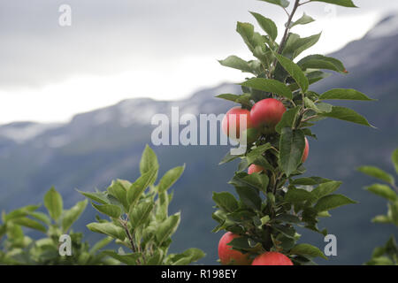 Apple tree Gärten in Lofthus rund um den Hardangerfjord Stockfoto